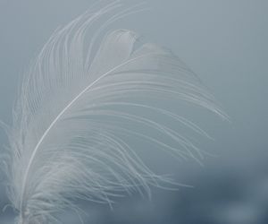 Close-up of white feather on plant