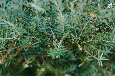 High angle view of plants growing on field