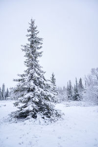 Pine trees on snow covered land against sky