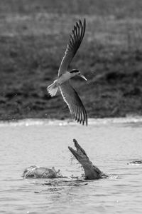 Seagull flying over sea