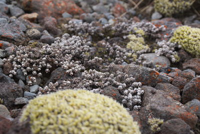 Close-up of flowers