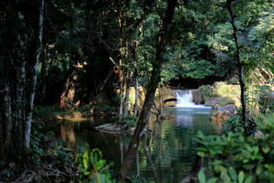 Plants growing by river in forest