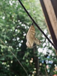 Low angle view of butterfly hanging on tree