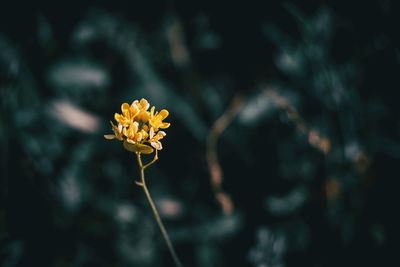 Close-up of yellow flowering plant