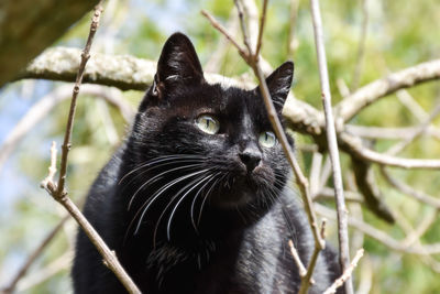 Close-up of black cat