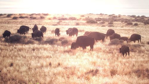 View of sheep grazing in field