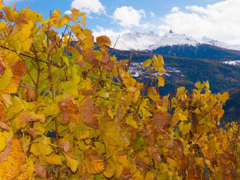 Vines growing against mountains during winter