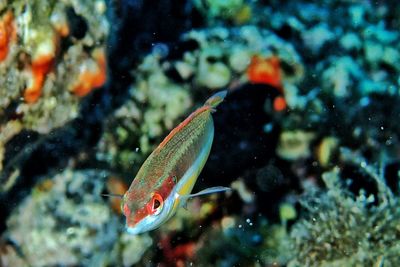 Close-up of fish underwater