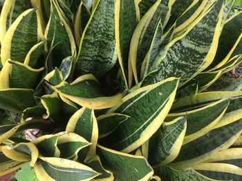 Full frame shot of succulent plant