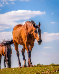 View of horse on field against sky
