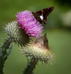 Close-up of thistle on purple flower