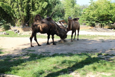 Horses on field