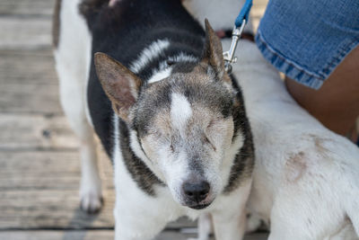 Close-up of a blind dog with no eyes on a leash