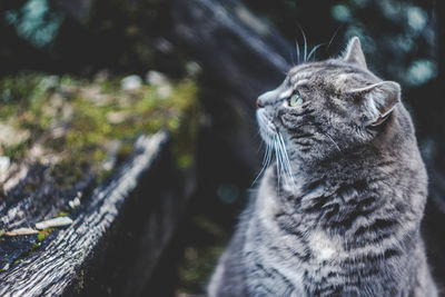 Close-up of gray cat