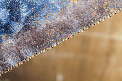 Close up of sharp saw blades even though it is rusty.