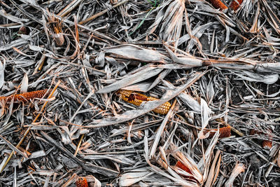 Full frame shot of dried plants on field