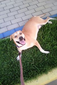 Dog standing on grass