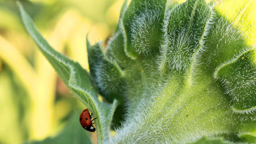 Close-up of ladybug on plant