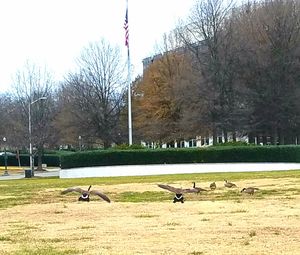 Birds on grass against bare trees