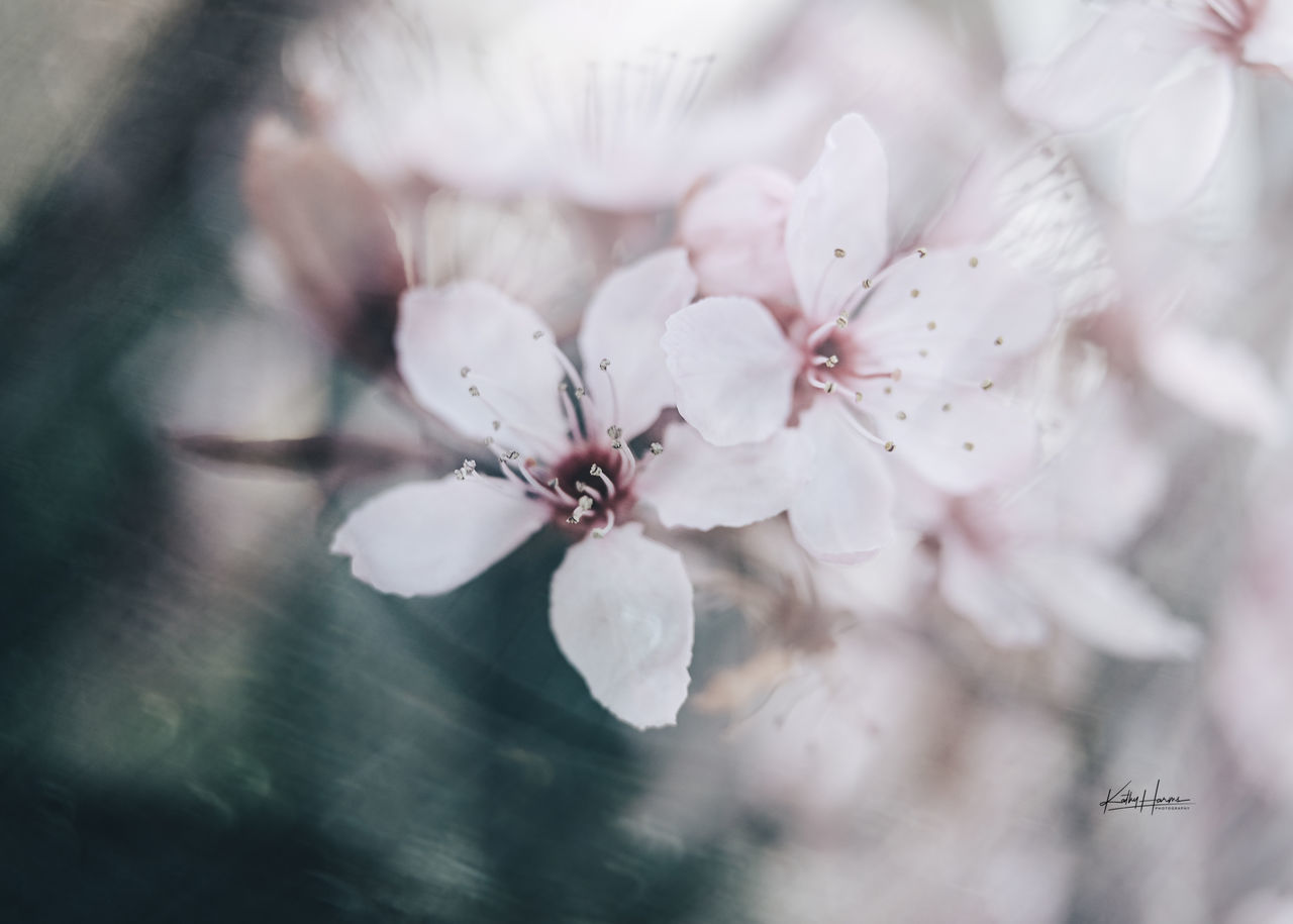 CLOSE-UP OF CHERRY BLOSSOMS