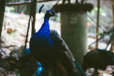 Close-up of peacock perching