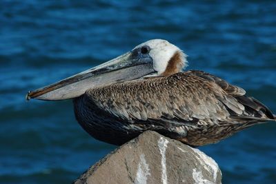 Close-up of bird perching on rock