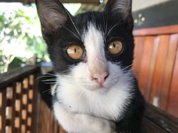 Close-up portrait of a cat