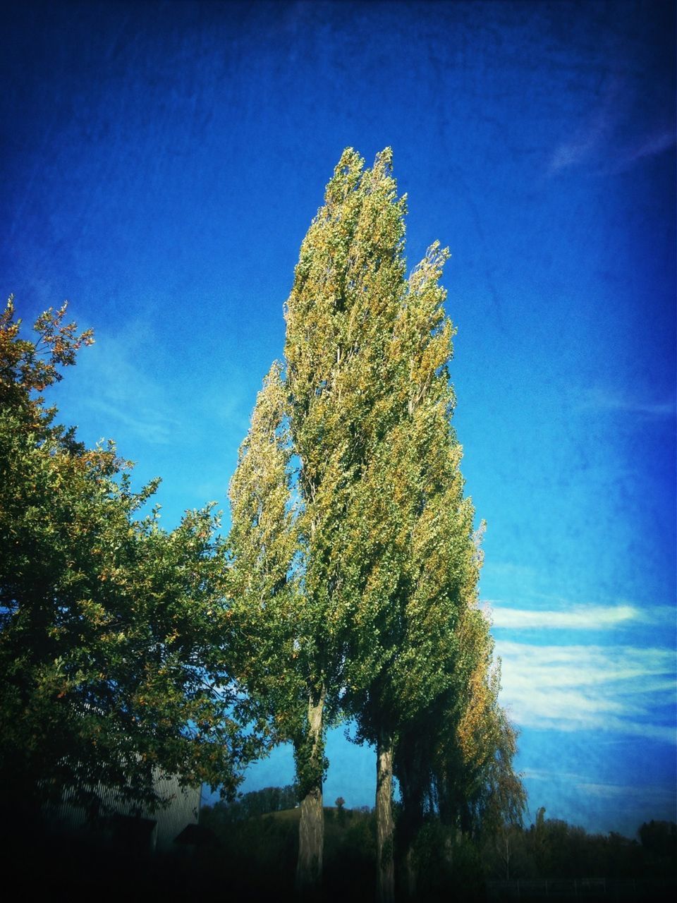 blue, low angle view, tree, sky, growth, nature, clear sky, tranquility, sunlight, beauty in nature, day, outdoors, no people, green color, branch, tranquil scene, cloud, scenics, high section, tree trunk