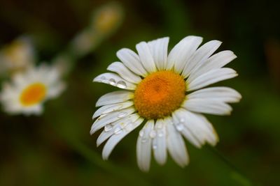 Close-up of white flower blooming outdoors