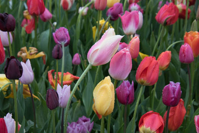 Close-up of pink tulips on field