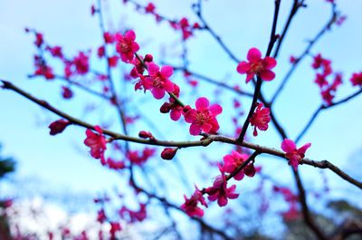 Low angle view of cherry blossoms in spring