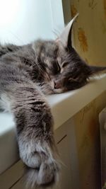 domestic cat