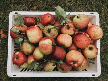 High angle view of apples in container