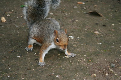 High angle view of squirrel on land