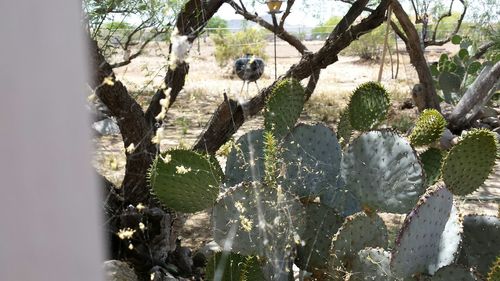 Close-up of plants