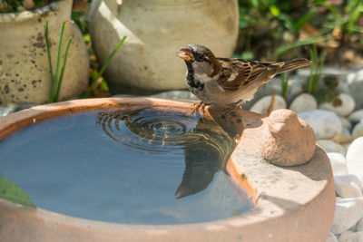 Close-up of bird perching on a water