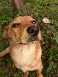Close-up portrait of a dog