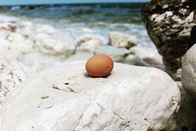 Close-up of shell on rock at beach