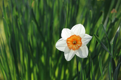 Close-up of white flowering plant on field