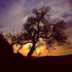 Silhouette of tree at sunset