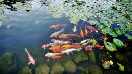 High angle view of koi carps swimming in pond