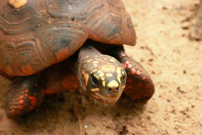 Close-up of a turtle