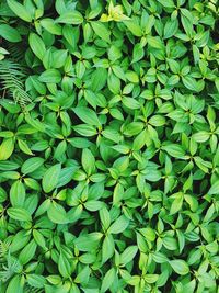 Full frame shot of fresh green plant