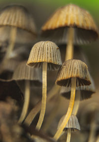 Close-up of mushroom growing on field