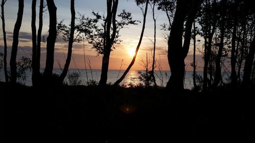 Silhouette of trees at sunset