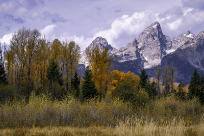 Panoramic shot of trees on field against sky