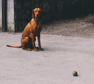 Dog sitting outdoors