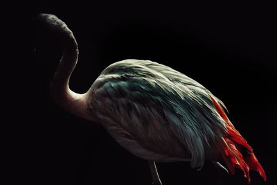 Close-up of human hand against black background