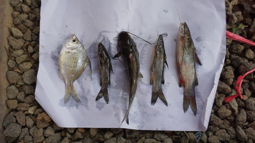 High angle view of fish for sale