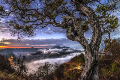 Scenic view of tree against sky